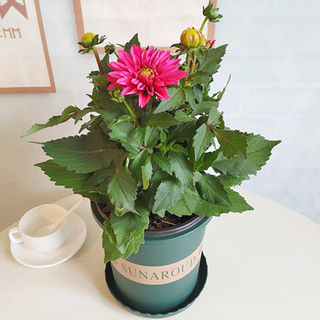 艺珺雨重瓣大丽花盆栽带花苞发货阳台庭院花苗 玫红色配1加仑盆 含盆