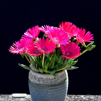 奔龙多肉植物开花组合照波番杏科办公室内桌面盆栽四海波怒涛芳香波4