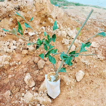 羊奶果苗特大德甜二胡秃子苗大果型胡须子嫁接苗南北方种植木奶果1棵