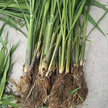 hqc水生蔬菜苗茭白种苗双季早熟茭白苗高瓜苗高笋苗茭白苗老蹲苗d820