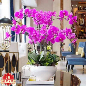 精品大花蝴蝶兰盆栽植物室内兰花花卉绿植 粉蝴蝶 3年苗【带螺纹盆】