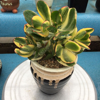 倾颜多肉植物三色花月玉树玉树盆栽苗金枝玉叶大厚脸皮景天树客厅花卉