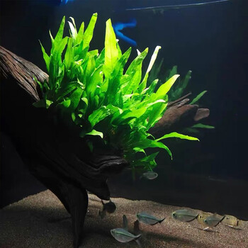 美人雾 水草活体 鱼缸造景水草 铁皇冠鹿角铁阴性草中后景造景真水草