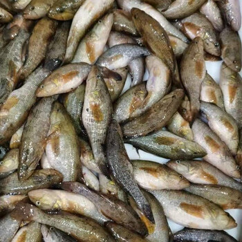 新鲜东北老头鱼开河鱼小号老头鱼东北淡水鱼活鱼速冻 小号三斤