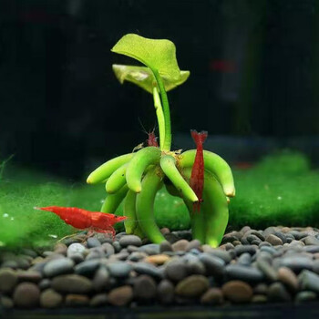 美人雾水草活体懒人草鱼缸造景有茎类水榕中后景真水草小鱼缸造景香蕉