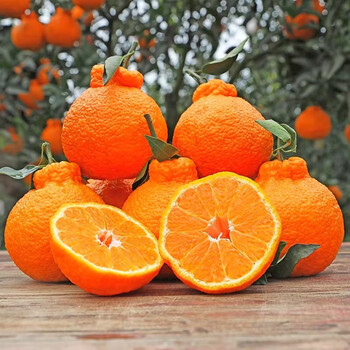 瑞口福四川春见耙耙柑水果不知火丑橘丑八怪爆浆粑粑柑年货水果礼盒