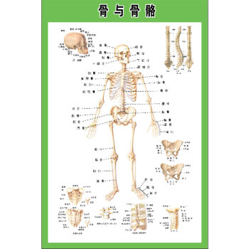 海茵娜人體內臟解剖示意圖全身器官分佈圖醫院心臟解剖掛圖醫學海報骨