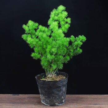 蓬莱松室内盆栽生肖猴长寿松旺来松d81520高35分支不含盆