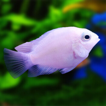 鱼多趣 迷你白金鹦鹉鱼活体 小型鱼热带观赏鱼 淡水繁殖宠物鱼 3条(2