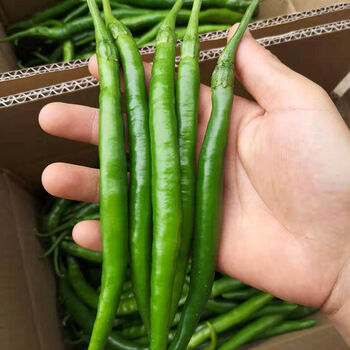 青椒二荆条辣椒新鲜辣椒线椒蔬菜批发青线椒新鲜蔬菜产地直发批发3斤