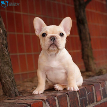 活体法国斗牛犬 纯种宠物斗牛狗 小型法斗 短毛自然螺旋尾 纯色 s品质