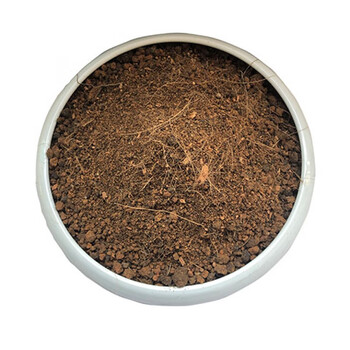 茉莉花土虎头茉莉专用土盆栽酸性沙质红土黄土壤虎头茉莉花种植营