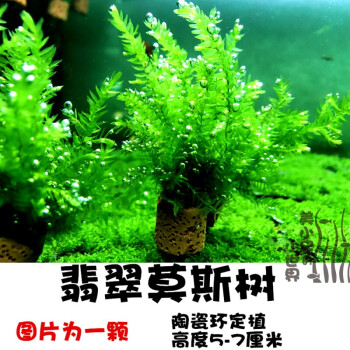 豆乐奇鱼缸沉木造景莫斯美凤水晶鹿角苔火焰珊瑚垂泪松茸怪厥大三角水草翡翠莫斯树3颗 图片价格品牌报价 京东