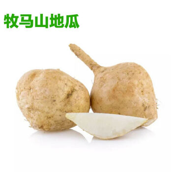 【牧马山地瓜种子】水果地瓜番薯凉薯茎叶四季蔬菜籽沙葛凉薯土瓜