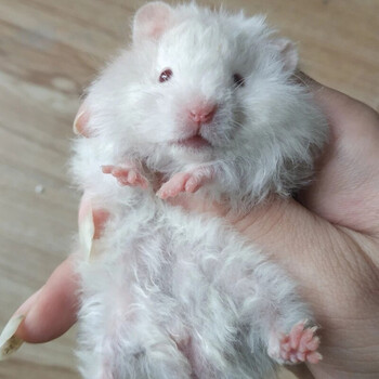 卷毛金丝熊长毛金丝熊活体金丝熊粑粑家养金丝熊品质保证 卷毛白熊 mm