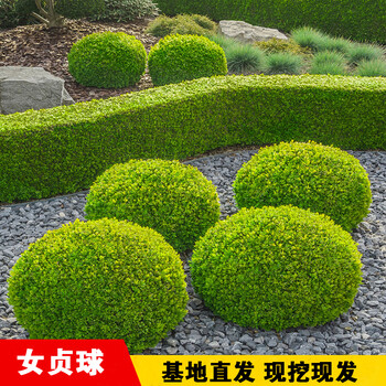 金叶女贞球园林绿化庭院球形植物小叶女贞树苗金森女贞苗四季常青