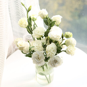 洋桔梗花家用插花水养昆明直批 白色【15-20花苞 送保鲜剂不含花瓶