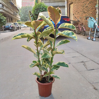 豫权橡皮树盆栽植物室内花叶红关公花金刚阳台客厅常绿观叶大型好养