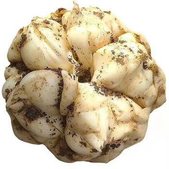 现挖无硫非微苦食同源农家天然百合五斤鲜百合特大果1520个精品