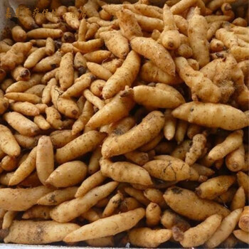 有仁堂天麻鲜天麻野生天麻湿天麻冬麻新鲜天麻生天麻天麻种子3斤店长