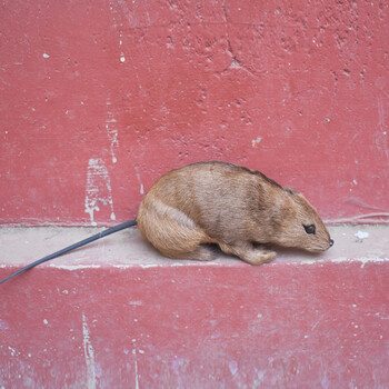 迪诺米真皮仿真老鼠动物模型公仔玩偶吓人整盅神器假耗子家居摆 真皮