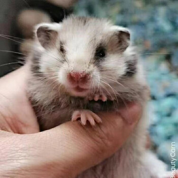 长毛熊活物长毛纯银杂银丁香长毛白熊可爱仓鼠宝宝 精品长毛杂银熊