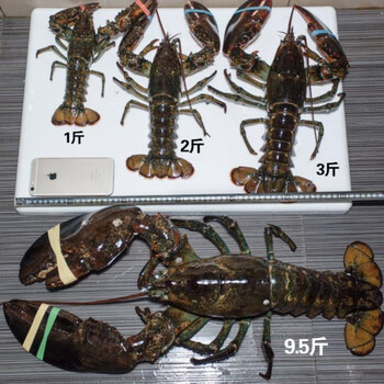 鲜活波龙16斤只波士顿龙虾大波龙大龙虾大虾5斤只波士顿大龙虾