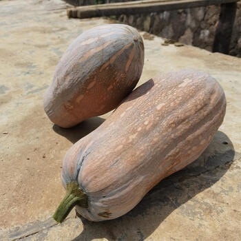 新鲜老南瓜批发黄南瓜板栗味软糯超甜当季正宗农家当季牛腿长南瓜