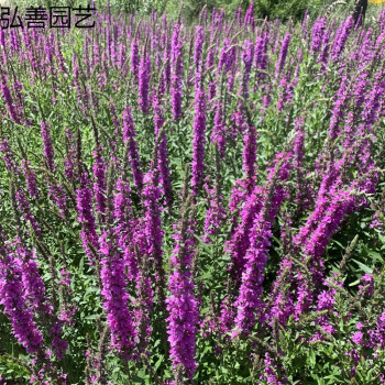 千屈菜种子四季易活多年生宿根花种子水钟柳种子庭院室外耐寒花籽千屈菜种子 1000粒 图片价格品牌报价 京东