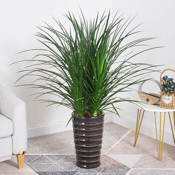 龙须树 多头龙血树 龙铁树室内客厅盆栽花卉植物办公室