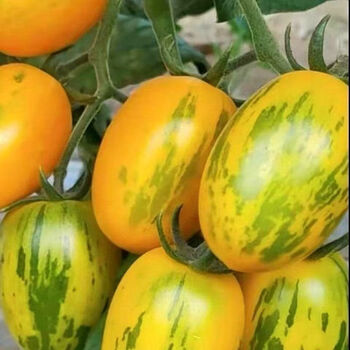 皮球柿子东北新鲜现摘黄色虎皮西红柿绿条纹黄番茄真甜 5斤虎皮黄柿子
