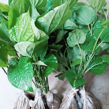 蛤篓苗庭院盆栽食用假蒌叶野生新鲜假蒟蒌叶山蒌青蒌苗园林田螺 25棵