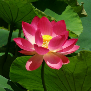 大型四季高产荷花莲花种子水果味磨盘莲高产莲子花多池塘泥田产藕红色