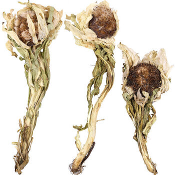 天山雪莲新疆天山雪莲花8年以上花龄大朵药食滋补 1朵【图片 价格 品