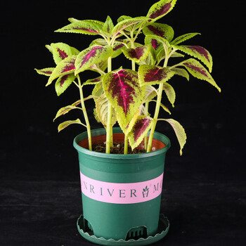 彩叶草盆栽花卉五彩苏观叶植物室内阳台庭院清心草办公室好养绿植麦桑