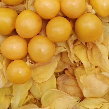 东北姑娘果灯笼果新鲜水果5斤精选大果现摘现发 姑娘果1斤精选