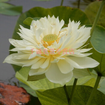 四季種植觀賞荷花苗家庭盆栽水養大型食用池田魚塘蓮藕根藕種藕苗14