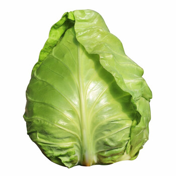 密农人家 农家种植 牛心甘蓝 新鲜蔬菜 500g圆白菜