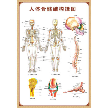 人體解剖圖結構示意圖人體內臟器官骨骼肌肉構造掛圖全身解刨圖片人體