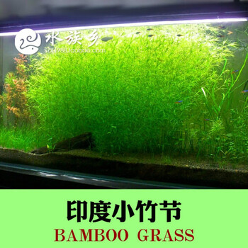 印度小竹节草中后景懒人新手造景虾缸躲避真金鱼藻阴性水草缸活体1杯 10支以上 图片价格品牌报价 京东