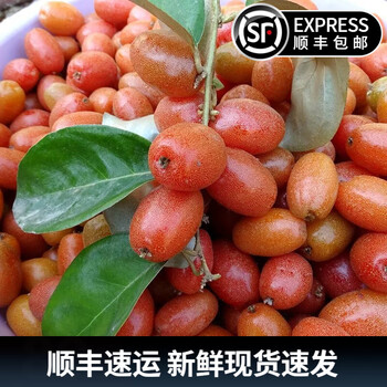 酸羊奶果云南新鲜水果酸牛奶果胡秃子牛虱子果酸果子2斤