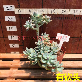 一物一拍美观花卉绿植淡雪非紫雾幽灵公主老桩缀化多肉植物黑色悬崖淡雪桩268号不含盆 图片价格品牌报价 京东