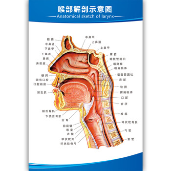 耳鼻喉解剖示意图医院大挂图人体经络穴位图中医养生海报贴画主图款24