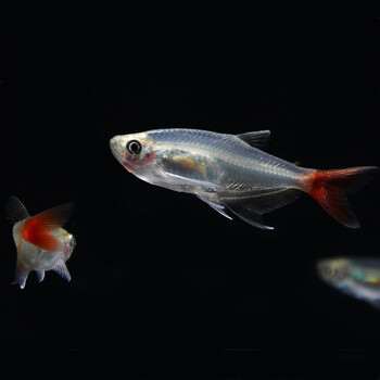 观赏鱼红绿灯科鱼活体宠物小型淡水鱼群游灯鱼红尾玻璃灯10条152cm