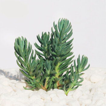 贵货多肉 肉肉植物 办公室内创意花卉绿植盆栽 蓝云杉