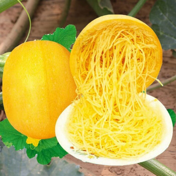 新鲜金丝瓜拉丝瓜绞瓜黄金瓜天然全国354斤左右