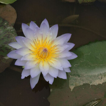 采缇迷你睡莲根块带花芽苞碗莲种藕四季水培植物室内水养小型荷花根r15迷你睡莲 3个不含盆 图片价格品牌报价 京东