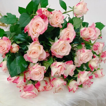 多头玫瑰泡泡小玫瑰鲜花水养花真花鲜花礼物云南昆明直发旧故里折射