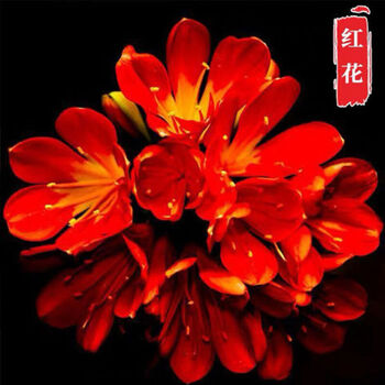 四季君子兰带花苞盆栽老苗室内植物圆头和尚好养大小苗当年开花卉鱼七