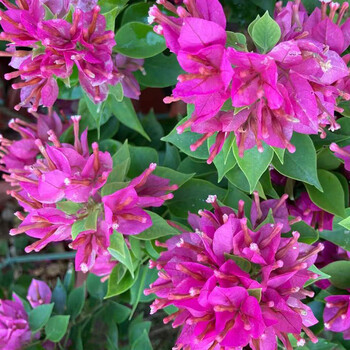 中国红带花卉盆栽重瓣老桩室内外庭院阳台四季开花 塔紫三角梅大苗 带